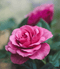 Victorian Rose - Premium Fragrance Oil