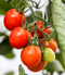 Vine Ripened Tomato - Premium Fragrance Oil