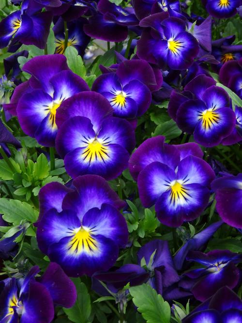 Violets & Violas Fragrance Oil