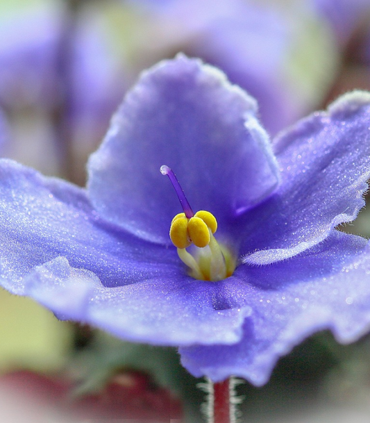 Violets and Dew Drops Fragrance Oil 