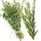White Thyme and Rosemary - Premium Fragrance Oil