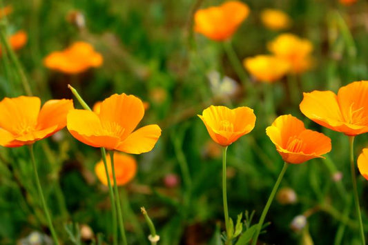 Wild Peach Poppies best wholesale candle fragrance