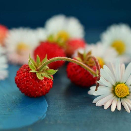 Wildberry Chamomile Bath and Body Works type fragrance oil